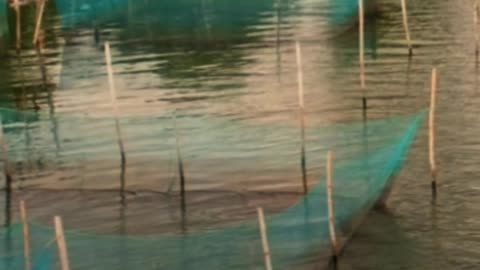 African vs. European Catfish: The Growth Rate Battle You Didn’t Know About! 🐟⚡