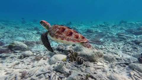 sea turtle