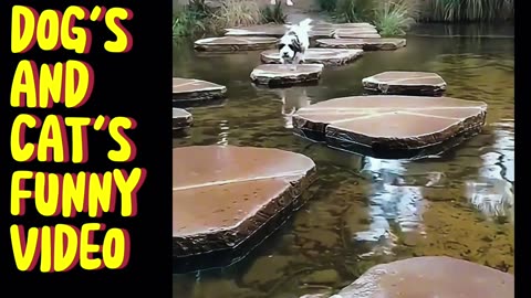 DOG'S and CAT'S FUNNY video 😀😀😀