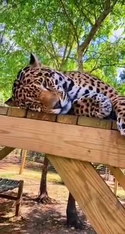 Catnip🙃 for jaguars