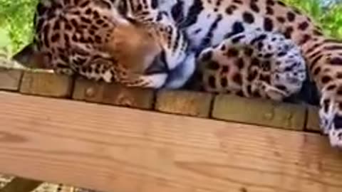 Catnip🙃 for jaguars