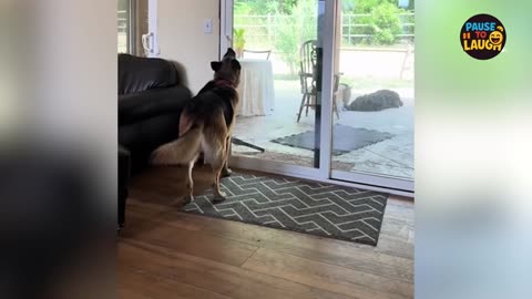 You Won’t Stop Laughing at These Dogs! 🐾😂 Must-See Moments!