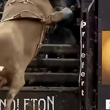 A collection of highlights of bullfighting#fyp #pov #pet #funny