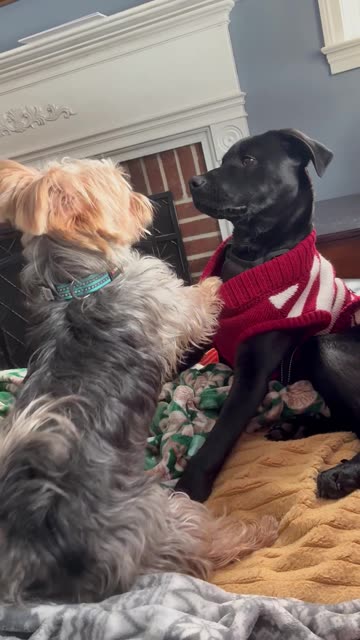 Labrador Puppy Smacks Yorkie Friend Off Blanket