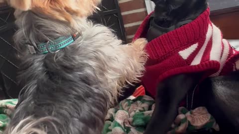 Labrador Puppy Smacks Yorkie Friend Off Blanket