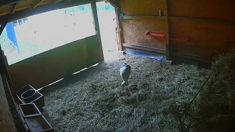 The stork came for the lining 😁🙂 - A shelter for alpacas