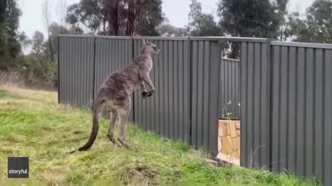 FUNNY VIDEO