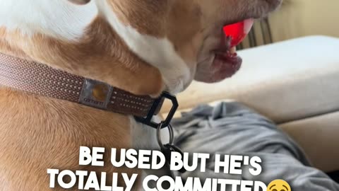 This Dog is Locked into his new Toy 🤣
