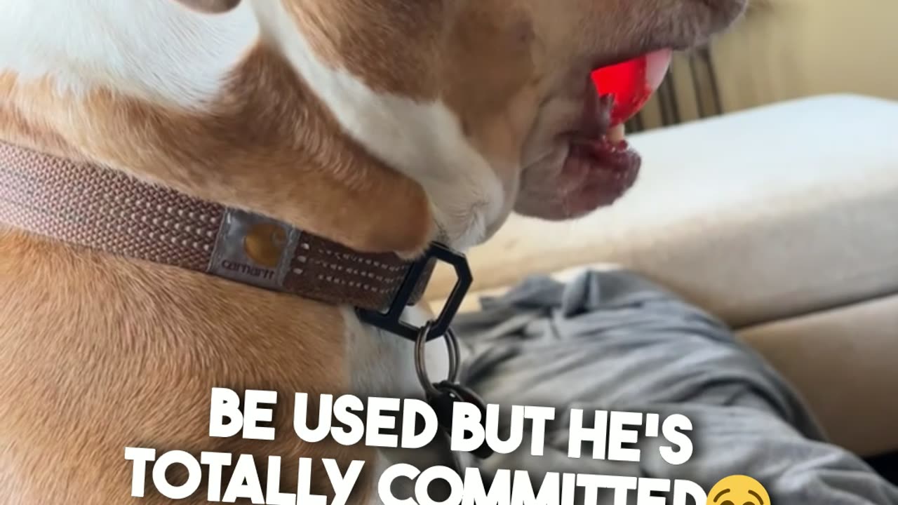 This Dog is Locked into his new Toy 🤣