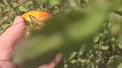 Sunburnt Tomato!?