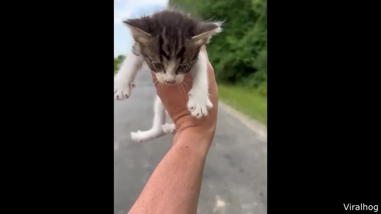 Best Cat Videos of the Decade 🐾 | Hilarious, Cute, and Totally Wild!