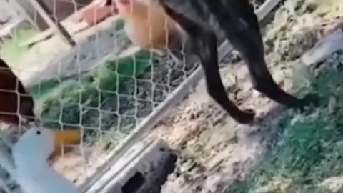 Funny Videos