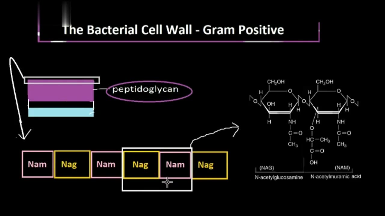 Structure of Peptidoglycan and Gram Positive Cell Wall, Explained