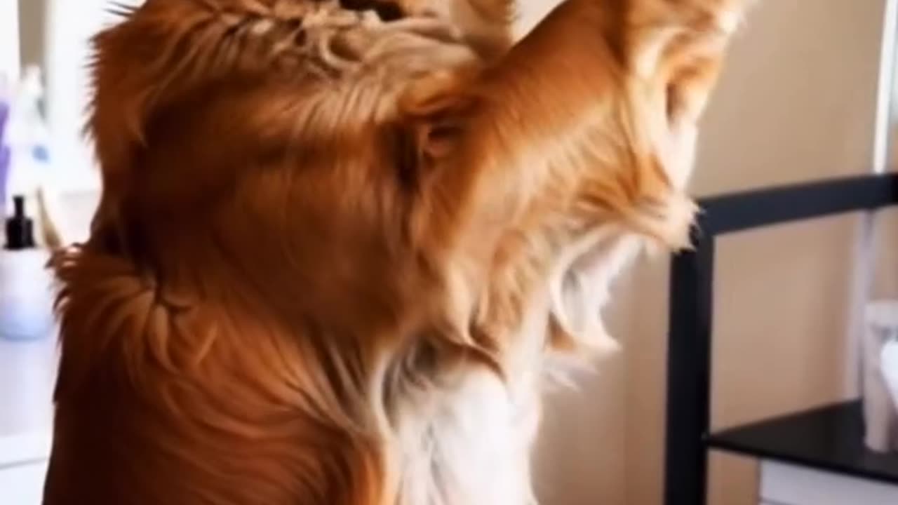 cute dog