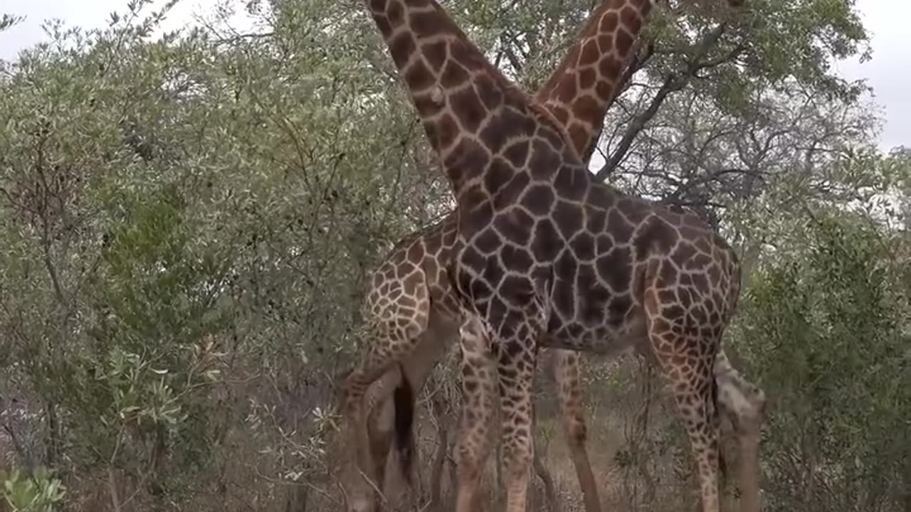 Giraffe Bulls Battle!!! For leadership