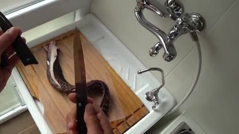 come sfiletto la murena, pescata qualche giorno fa, e come friggo il filetto_part1