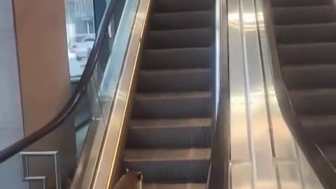 😂🐾 This Raccoon's Escalator Struggle is Hilarious! | FunFM
