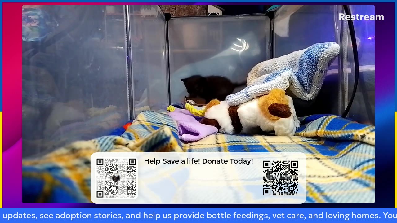 kitten Ninja is live
