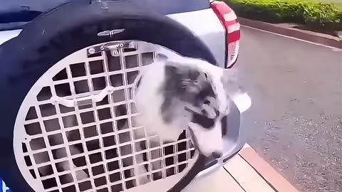 He did all this because his dog was pooping in the car