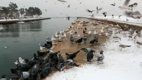 birds