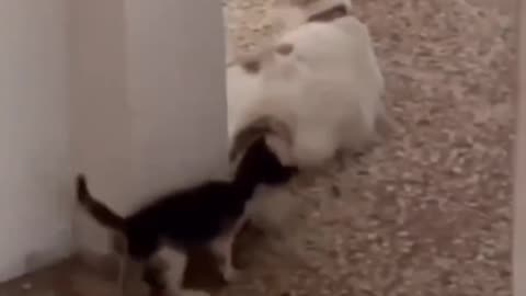 funny animal video
