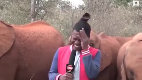 animal comedy