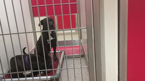 Raven-on bed 3y A797021 Beaumont-kinda nervous, barks 3y A860765 kennel 203 PACC shelter20250704_900