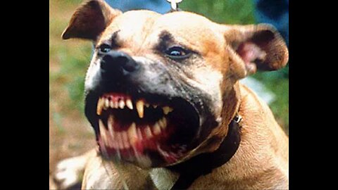 Woman killed by 3 Pittbulls