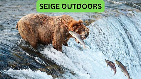 Katmai National Park Bear Feeding Live Stream!