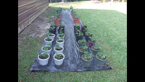 Charlotte Strawberry Plants Update 8/23/25
