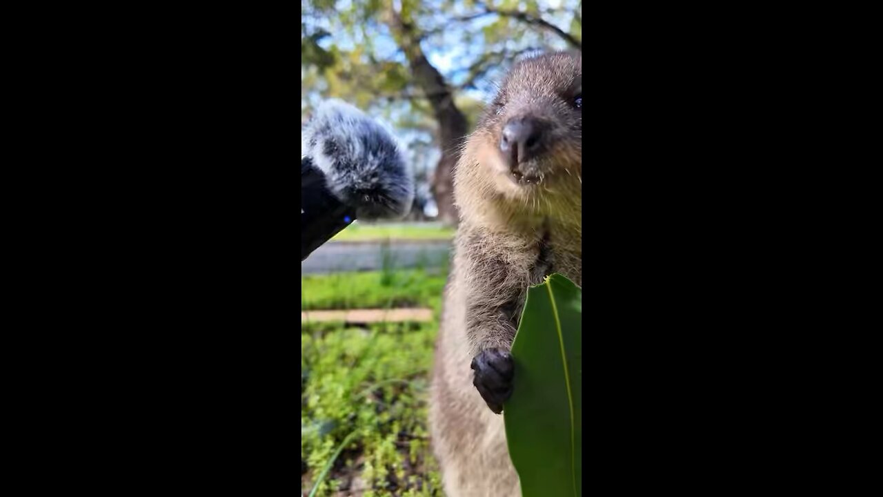 The Most Satisfying Chewing Ever๐๐ค๐ป