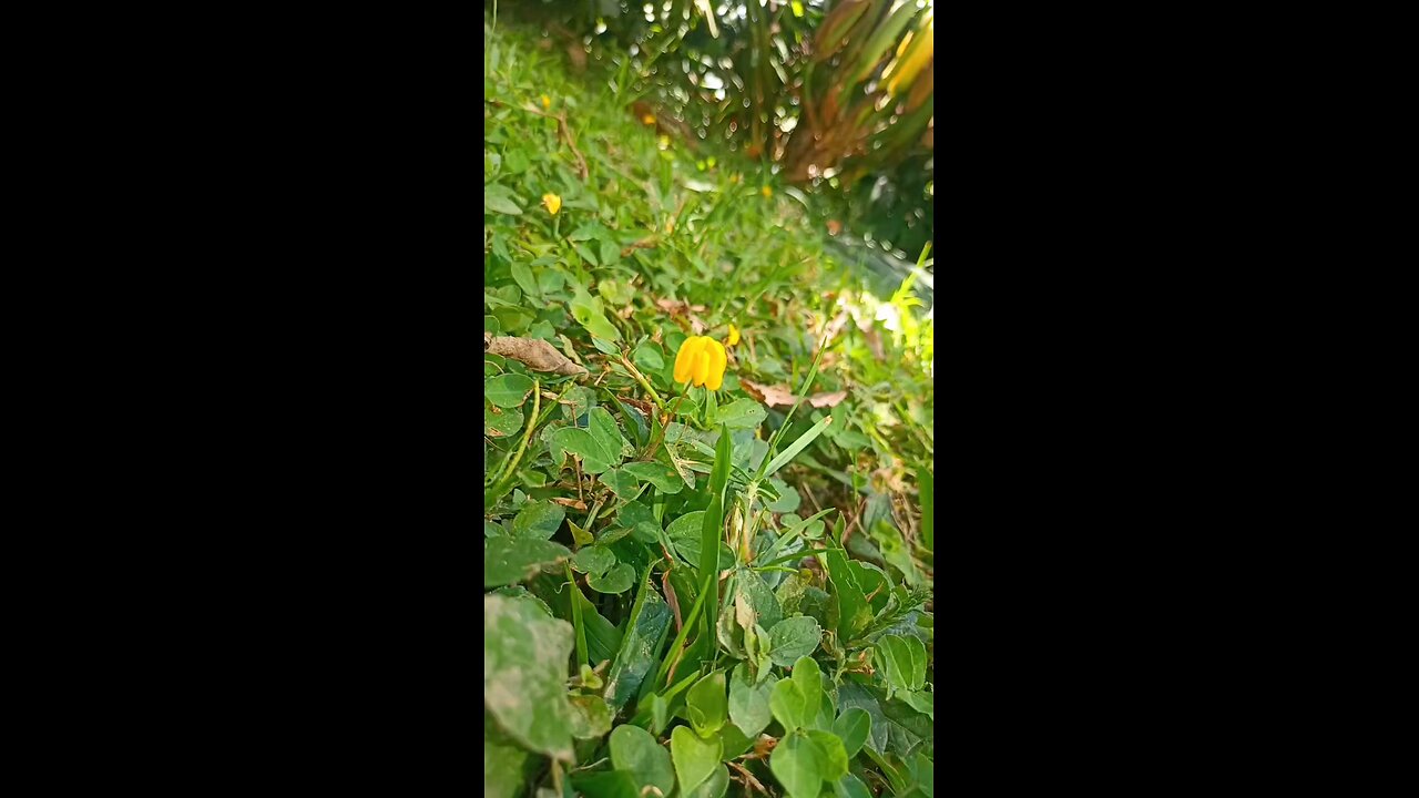 si tan solo tocará el borde de tu manto...