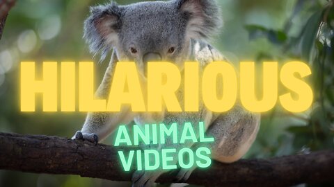 Funny Animal Videos 😅😂