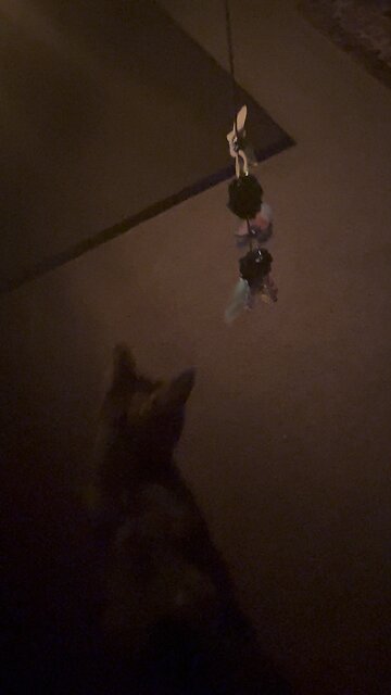 Cat only slightly interested in toy