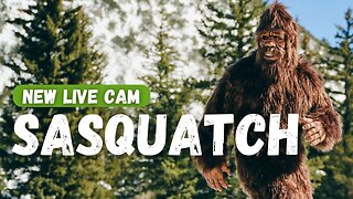 Sasquatch Cam! powered by EXPLORE.org