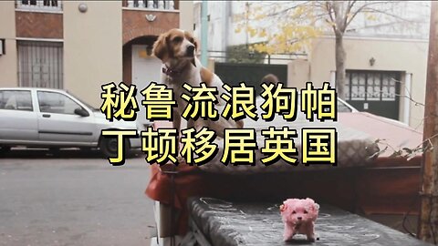 秘鲁流浪狗帕丁顿移居英国