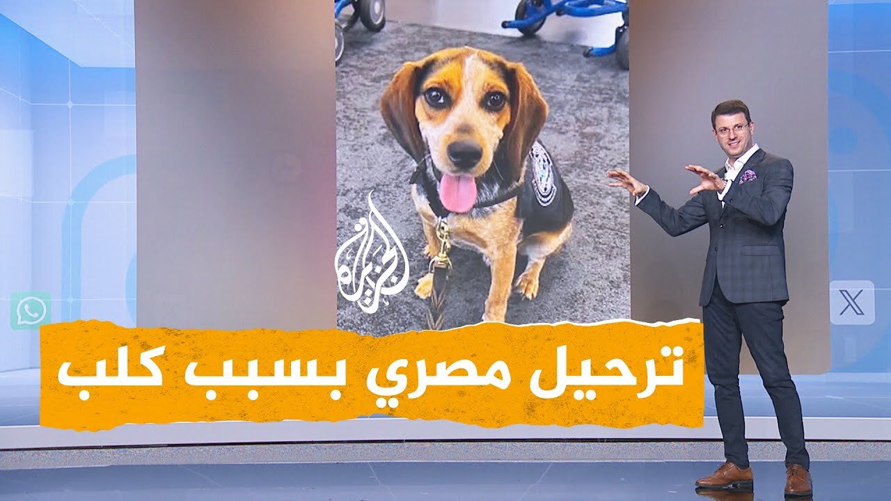 شبكات ترحيل مصري بسبب كلب أمريكي