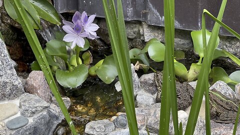 The babbling of a brook