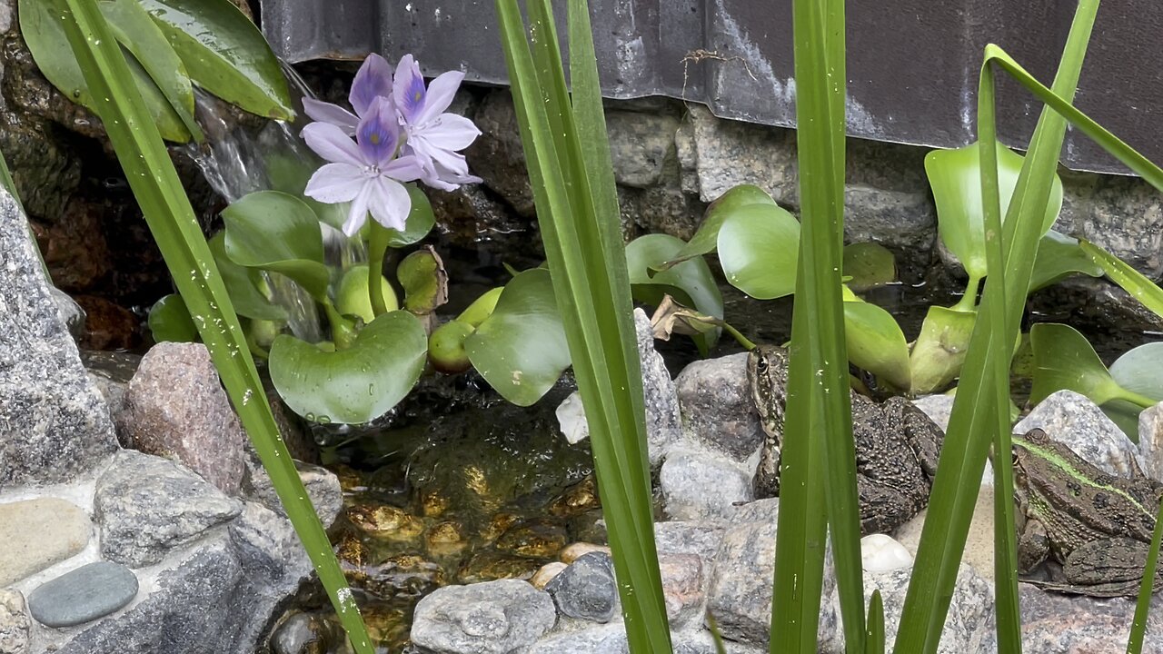 The babbling of a brook