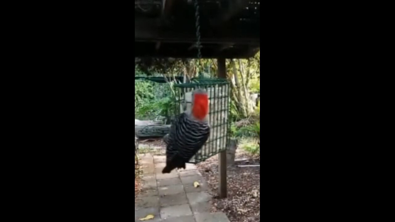 Backyard Bird Feeder - ASMR Goodness in Portrait view for smart phone goodness