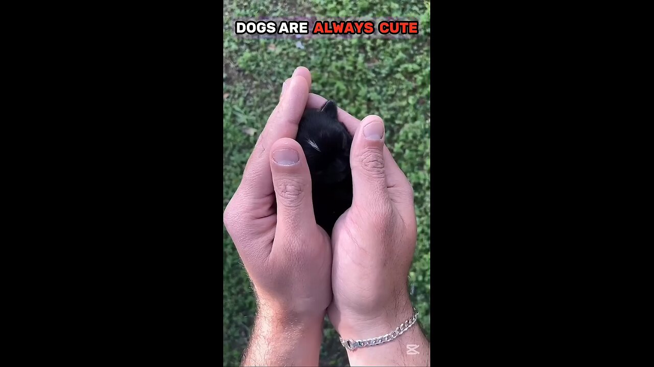 dogs are always cute.