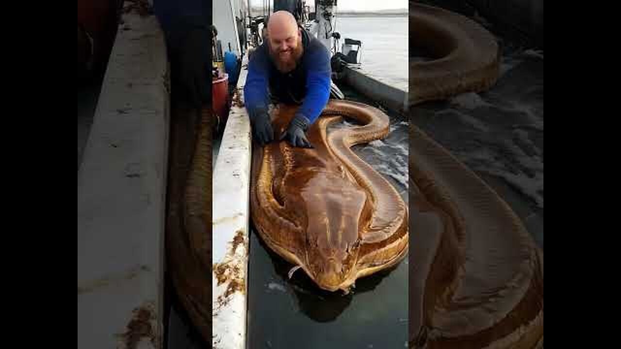 A Mysterious catch So Big They Had to stop fishing!