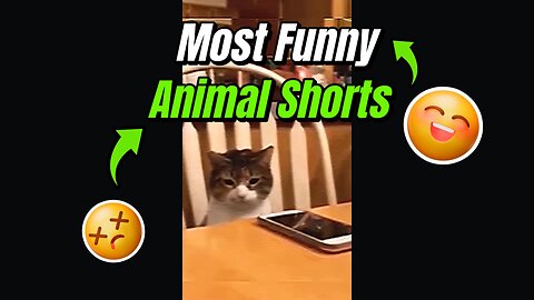 Most Funny Animal Shorts - #1