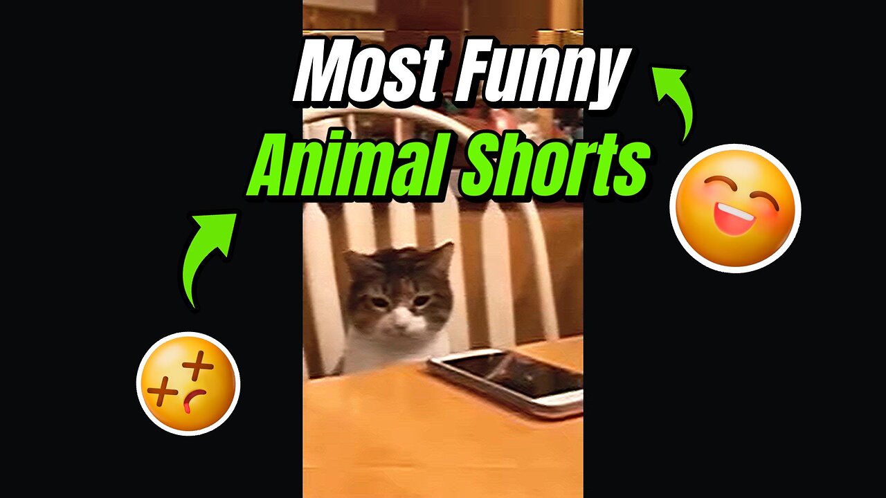Most Funny Animal Shorts - #1