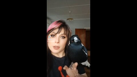 Wolfie Rescue Australian Magpie
