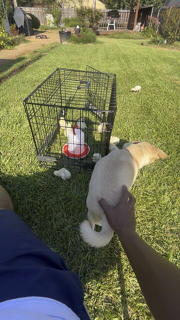 Black dog is sun bathing