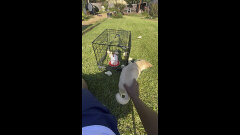 Black dog is sun bathing