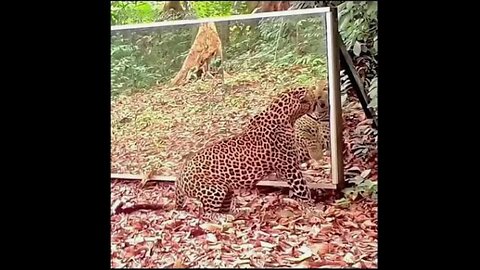 Animals Look in a Mirror for the First Time… UNBELIEVABLE Reactions! 😱