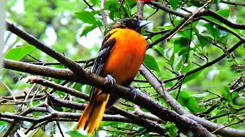 Oriole