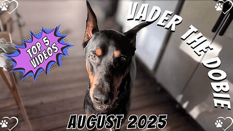 Doberman Top 5 Moments of August 2025 🐾🔥 | Vader’s Best Videos